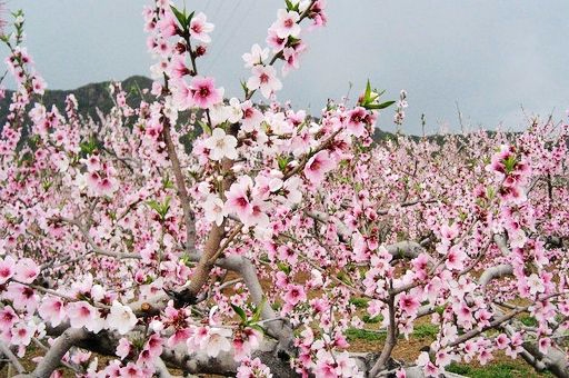 平谷金海湖一日游|京东大溶洞一日游|去平谷桃花节赏花一日游